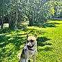 animal, canine, collar, daylight, dog, flower, grass, greenery, leaf, nature, outdoor, park, peaceful, pet, scenery, shadow, sitting, summer, sunlight, tree