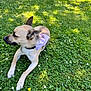 Uki a rejoint le concours — aidez-le/la à gagner de superbes lots ! animal, bandana, canine, cute, daisy, daytime, dog, flower, grass, greenery, laying, mammal, nature, outdoor, park, pet, relaxed, shade, summer, sunlight