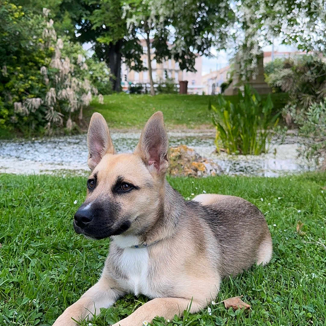 Uki participe au concours pour gagner de l'argent avec cette photo : animal, calm, canine, collar, daylight, dog, ears, flower, fur, grass, greenery, laying, nature, outdoor, park, pet, resting, snout, summer, tree