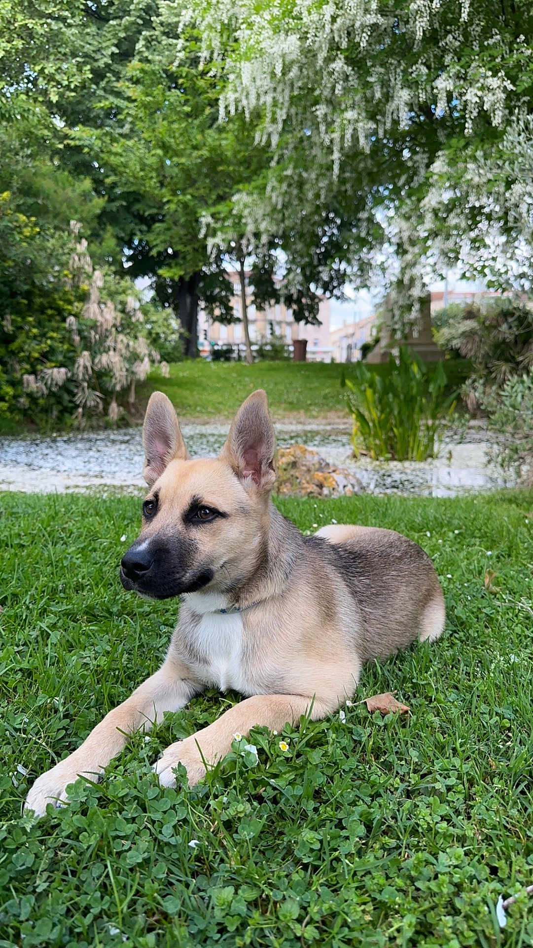 Uki participe au concours pour gagner de l'argent avec cette photo : dog, animal, grass, outdoor, park, tree, flower, nature, pet, canine, laying, calm, greenery, summer, daylight, ears, fur, snout, collar, resting