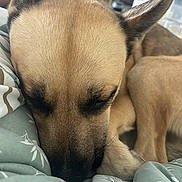 Uki participe au concours pour gagner de l'argent avec cette photo : dog, sleeping, close_up, face, fur, blanket, indoor, cozy, resting, animal, pet, ears, snout, peaceful, cute, comfort, relaxed, home, canine, furry