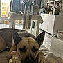 Uki a rejoint le concours — aidez-le/la à gagner de superbes lots ! dog, resting, table, wood, indoor, kitchen, floor, vase, flowers, furniture, relaxed, sleepy, home, decor, light, window, chair, blanket, cozy, calm