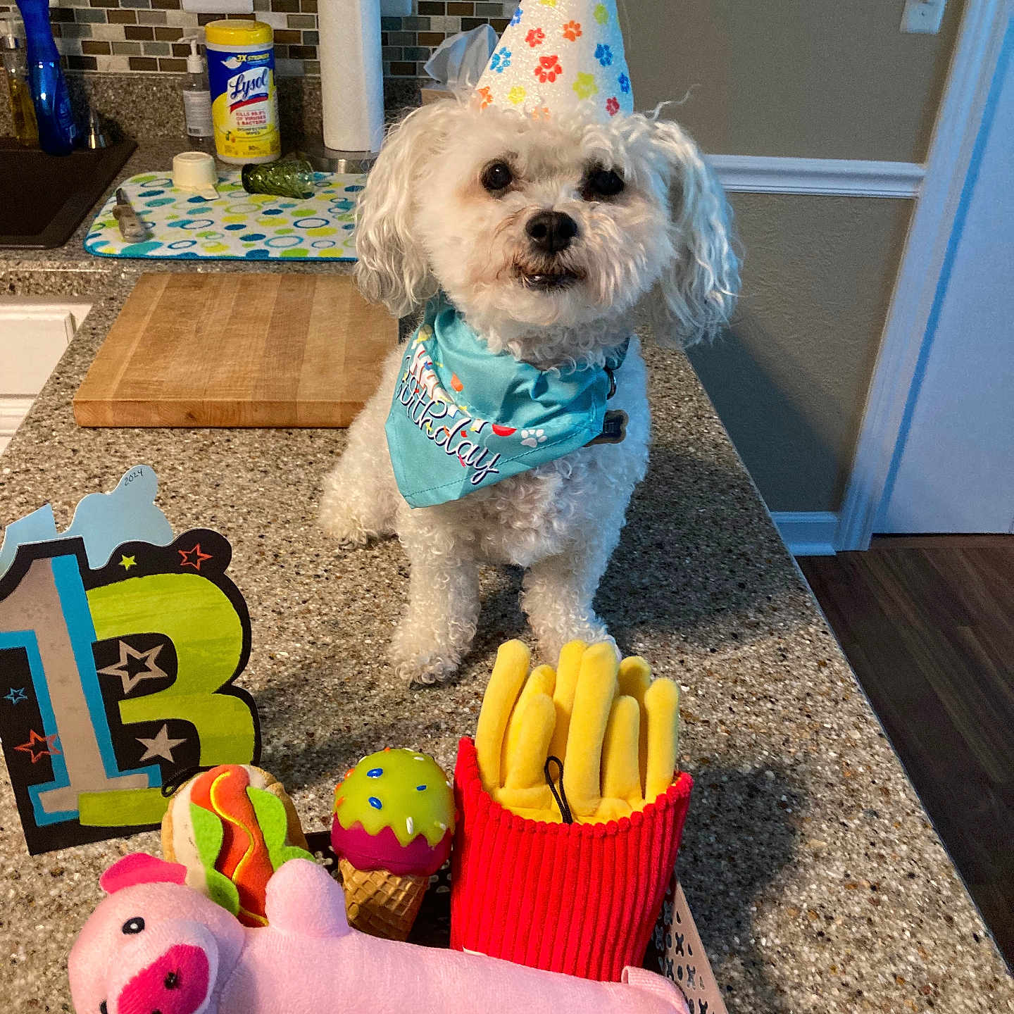 Maui is registered to the contest to win money with this photo: animal, canine, clothing, couch, cream, dessert, dog, face, food, furniture, hat, head, icing, partyhat, person, pet, photography, portrait, puppy, sink