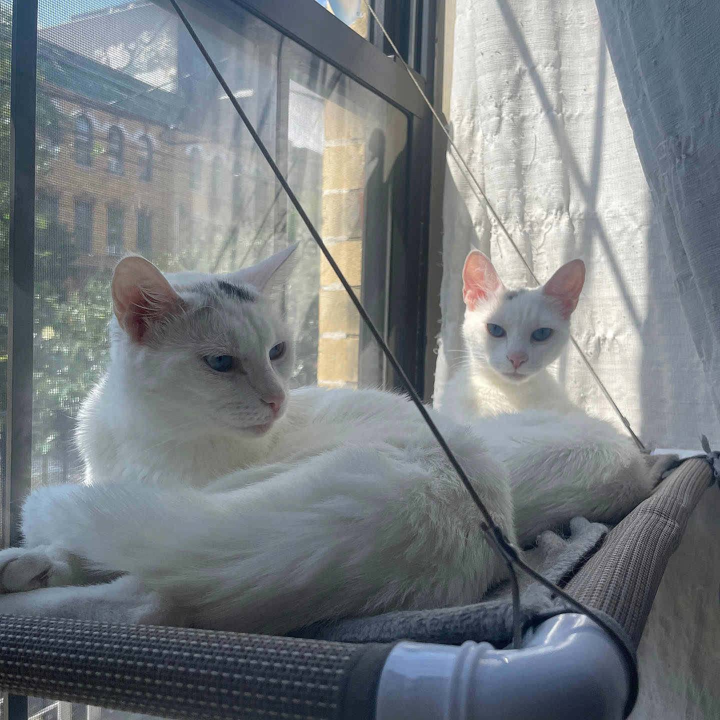 Luna And Snow is registered to the contest to win money with this photo: animal, blue_eyes, cat, cozy, curtains, daylight, domestic_animal, feline, fur, indoor, pet, relaxed, resting, screen, sunlight, two_cats, urban, white_cat, window, window_perch