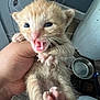 Güero is registered to the contest to win money with this photo: abyssinian, animal, bodypart, canine, cat, dog, electronics, ferret, finger, hand, hardware, indoors, kitten, manx, monkey, mouth, person, pet, siamese, tongue