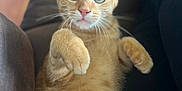 Güero is registered to the contest to win money with this photo: abyssinian, angora, animal, armchair, cat, chair, couch, cushion, furniture, homedecor, kitten, manx, pet