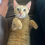 abyssinian, angora, animal, armchair, cat, chair, couch, cushion, furniture, homedecor, kitten, manx, pet