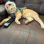 accessories, animal, architecture, building, cat, chair, couch, cushion, electronics, formalwear, furniture, homedecor, indoors, kitten, livingroom, mobilephone, pet, phone, remotecontrol, tie