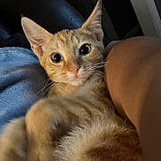Güero joined the competition — help win amazing prizes! abyssinian, animal, architecture, armchair, blanket, building, cat, chair, couch, cushion, furniture, homedecor, indoors, kitten, livingroom, manx, person, pet, siamese, sleeping