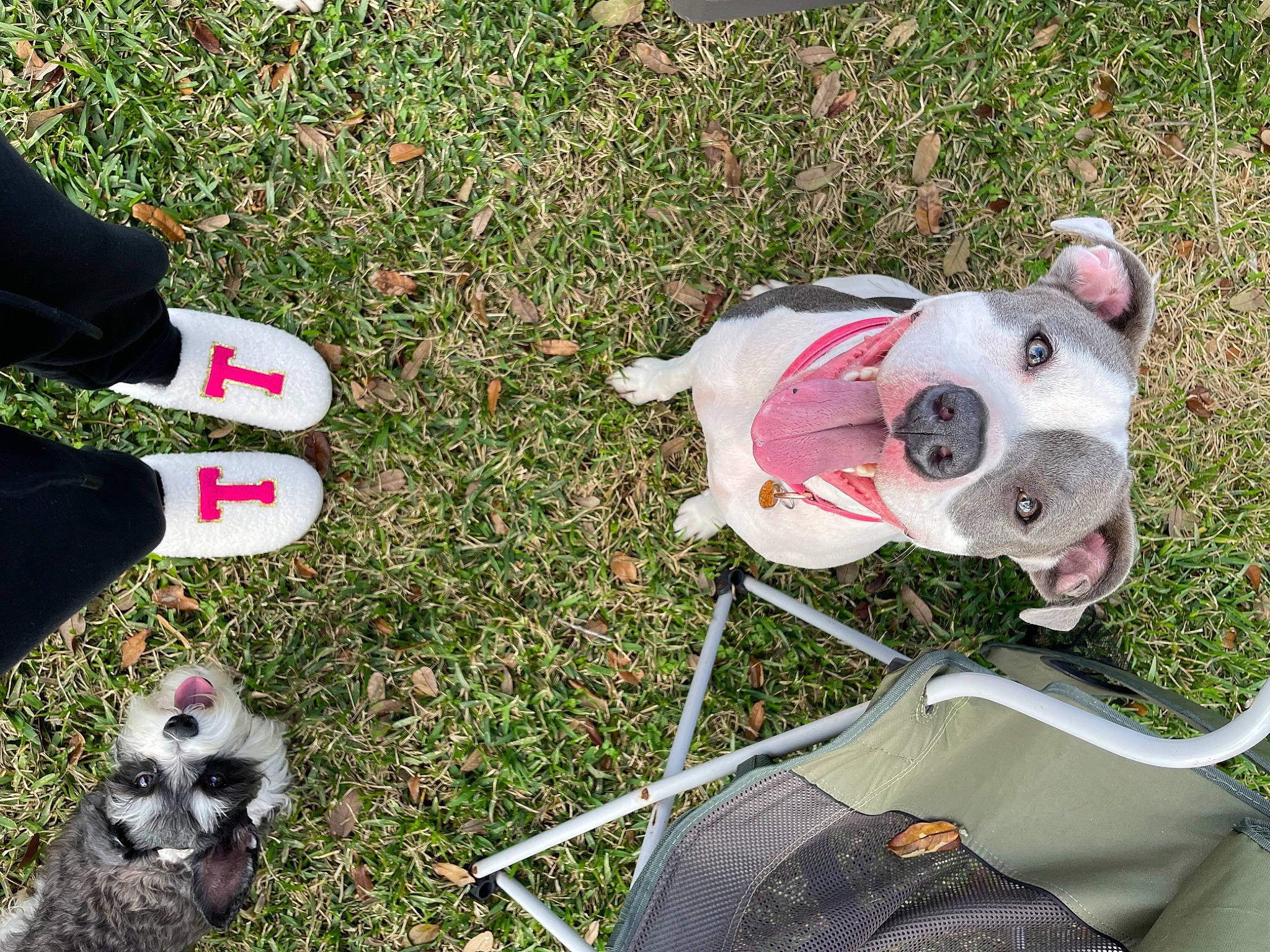 Roxanne joined the competition — help win amazing prizes! canidae, carmine, carnivore, collar, companion_dog, dog, dog_breed, dog_collar, dog_supply, fawn, foot, fur, grass, human_leg, leash, plant, snout, sporting_group, toy, working_animal