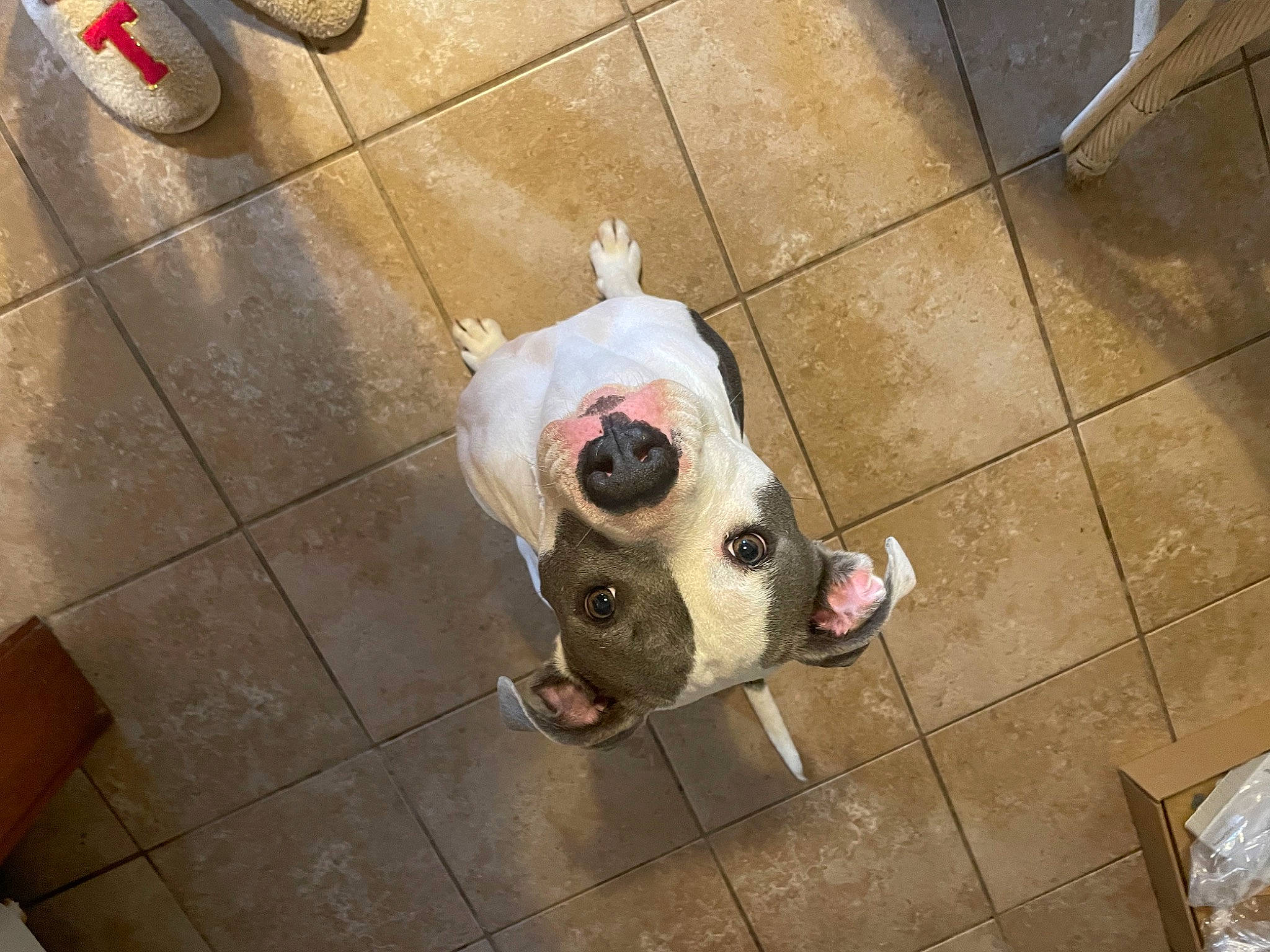 Roxanne joined the competition — help win amazing prizes! carnivore, companion_dog, concrete, dog, dog_breed, fawn, floor, flooring, foot, fur, human_leg, metal, road_surface, sidewalk, snout, sporting_group, terrestrial_animal, tile, wood, working_animal