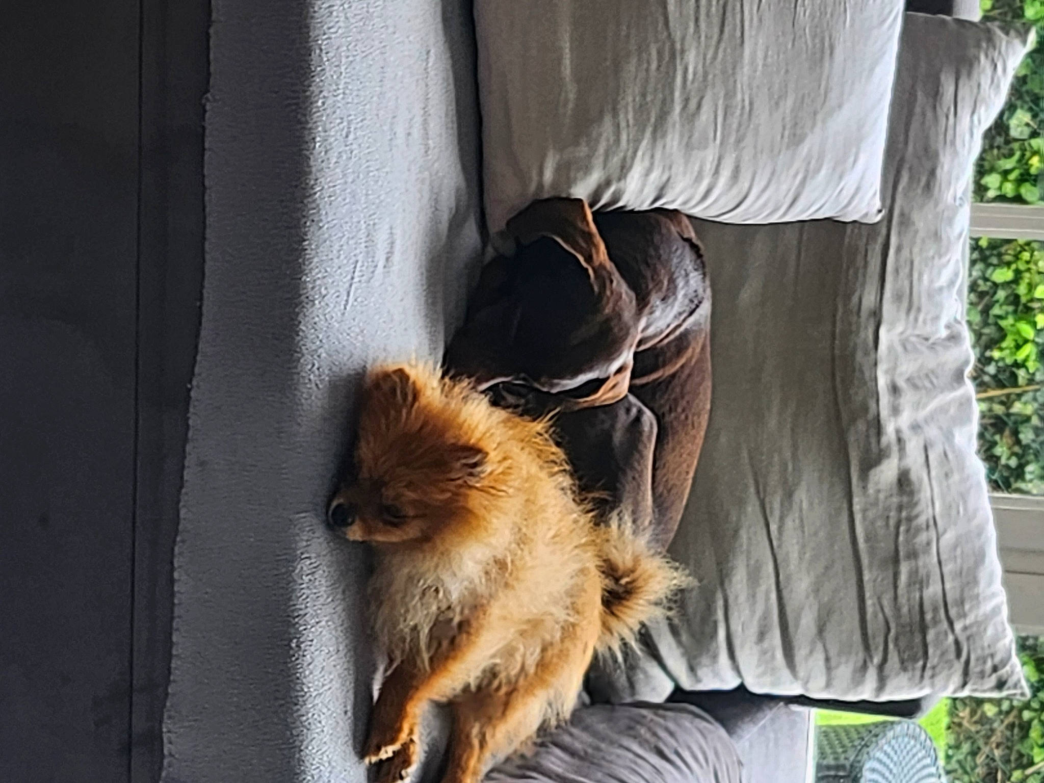 Era a rejoint le concours — aidez-le/la à gagner de superbes lots ! carnivore, cat, claw, companion_dog, curtain, fawn, felidae, fur, german_spitz, plant, small_to_medium_sized_cats, spitz, tail, terrestrial_animal, toy_dog, whiskers, wildlife, window, wood