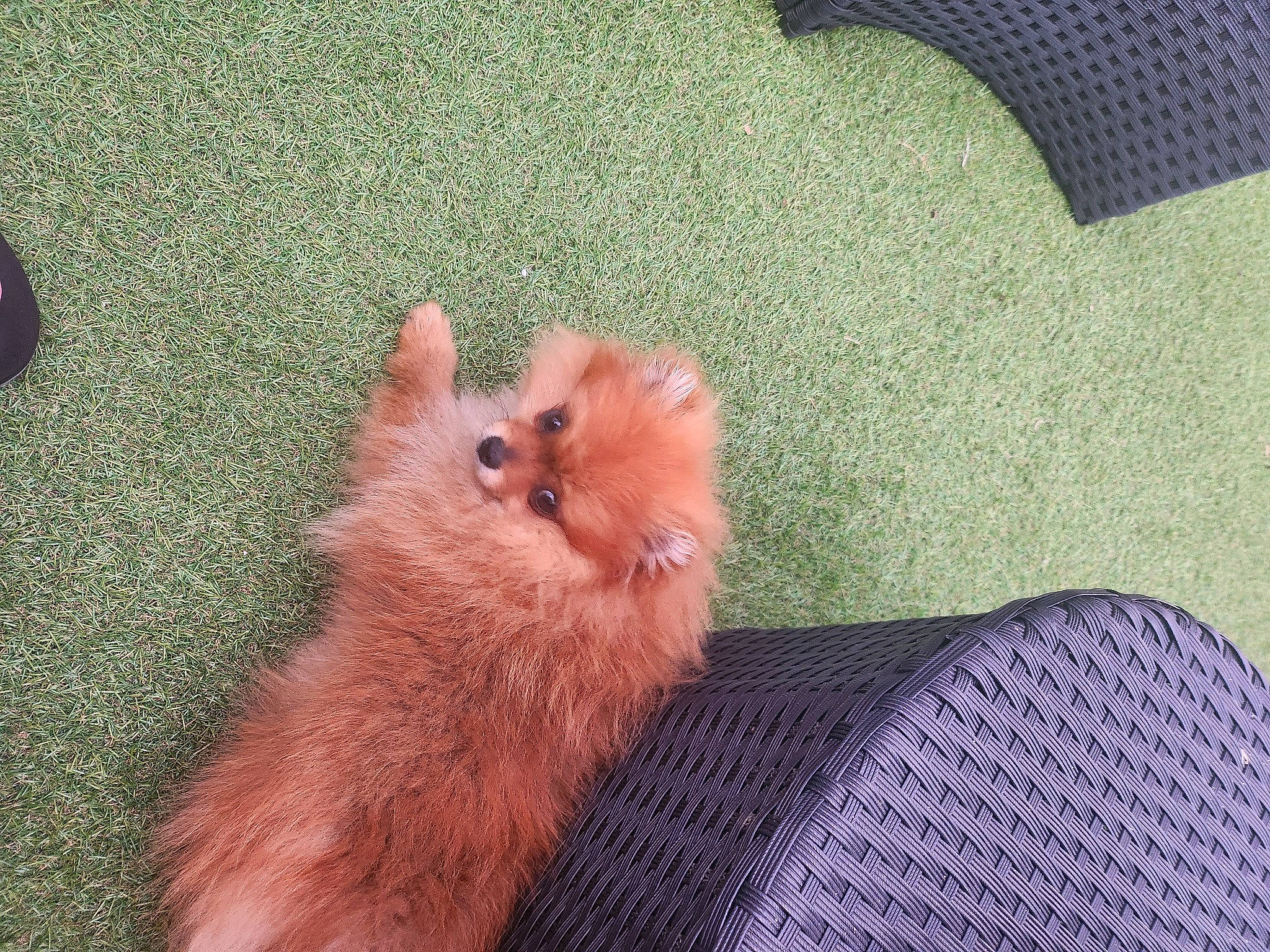 Era participe au concours pour gagner de l'argent avec cette photo : canidae, carnivore, claw, companion_dog, dog_breed, eye, fawn, felidae, flooring, foot, fur, grass, paw, rodent, small_to_medium_sized_cats, snout, spitz, tail, terrestrial_animal, whiskers