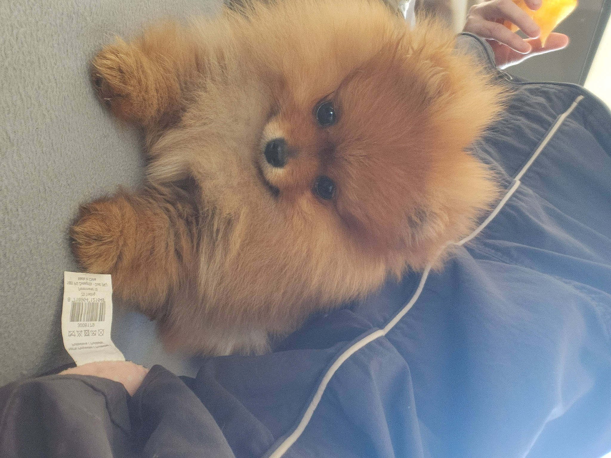 Era a rejoint le concours — aidez-le/la à gagner de superbes lots ! carnivore, companion_dog, dog, dog_breed, electric_blue, fawn, felidae, fur, german_spitz, german_spitz_klein, german_spitz_mittel, paw, snout, spitz, sporting_group, terrestrial_animal, toy_dog, volpino_italiano, whiskers, working_animal