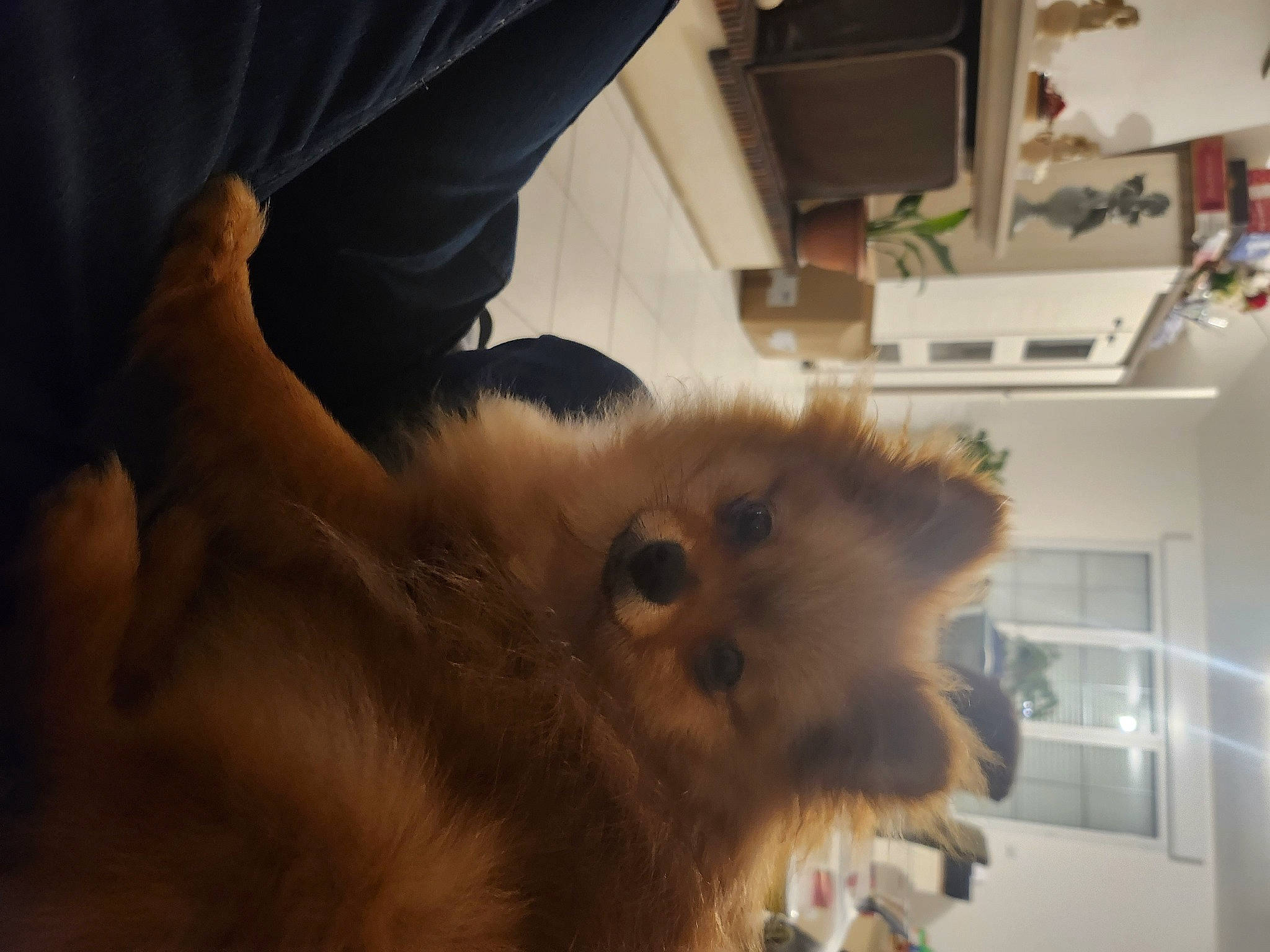 Era a rejoint le concours — aidez-le/la à gagner de superbes lots ! carnivore, companion_dog, dog, dog_breed, fawn, felidae, fur, german_spitz, german_spitz_klein, german_spitz_mittel, paw, pomeranian, small_to_medium_sized_cats, spitz, sporting_group, tail, toy_dog, volpino_italiano, whiskers, working_animal