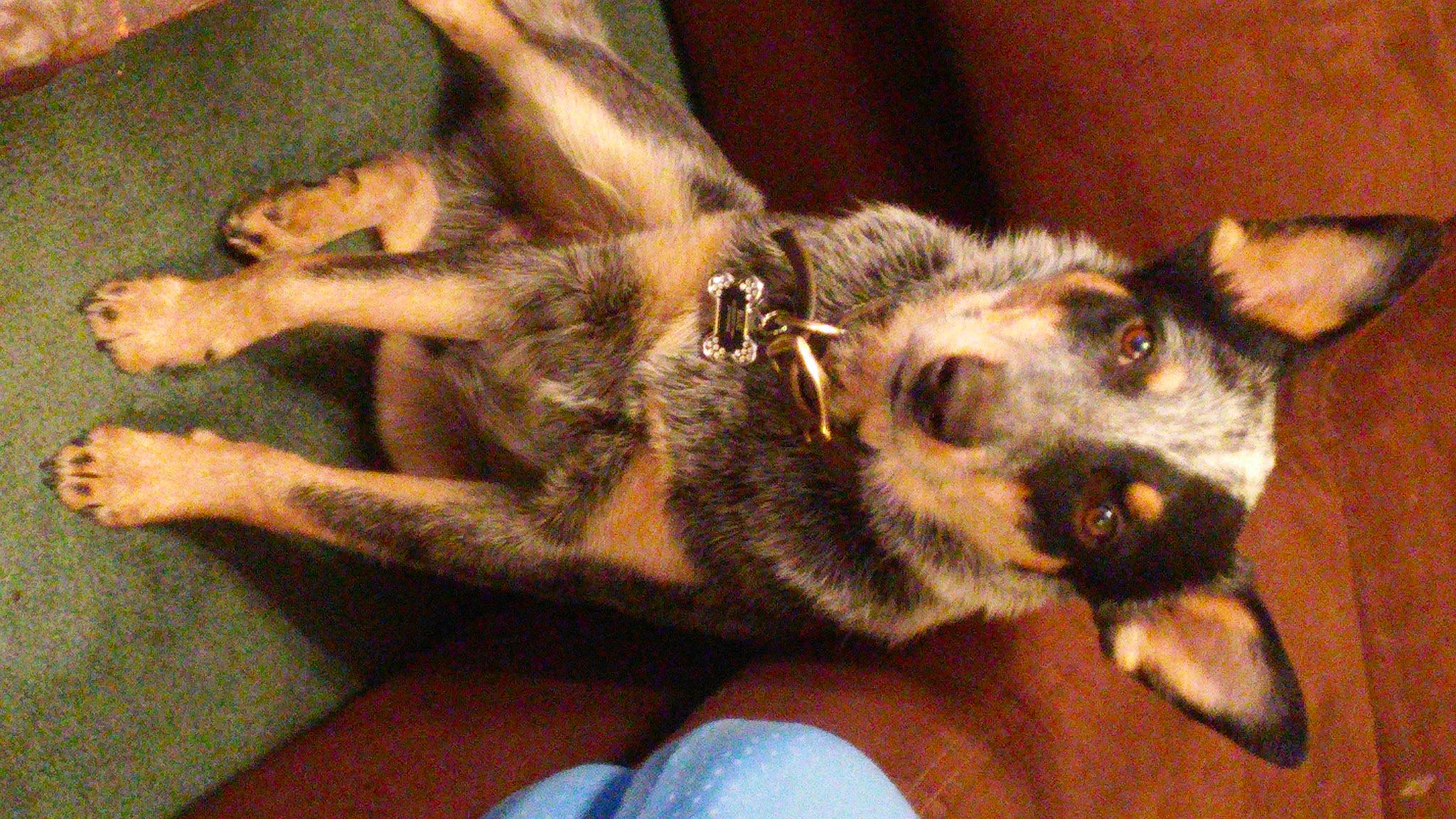 Blue joined the competition — help win amazing prizes! canidae, carnivore, claw, companion_dog, dog, dog_breed, ear, fawn, fur, german_shepherd_dog, guard_dog, herding_dog, paw, snout, sporting_group, tail, terrestrial_animal, whiskers, working_animal, working_dog