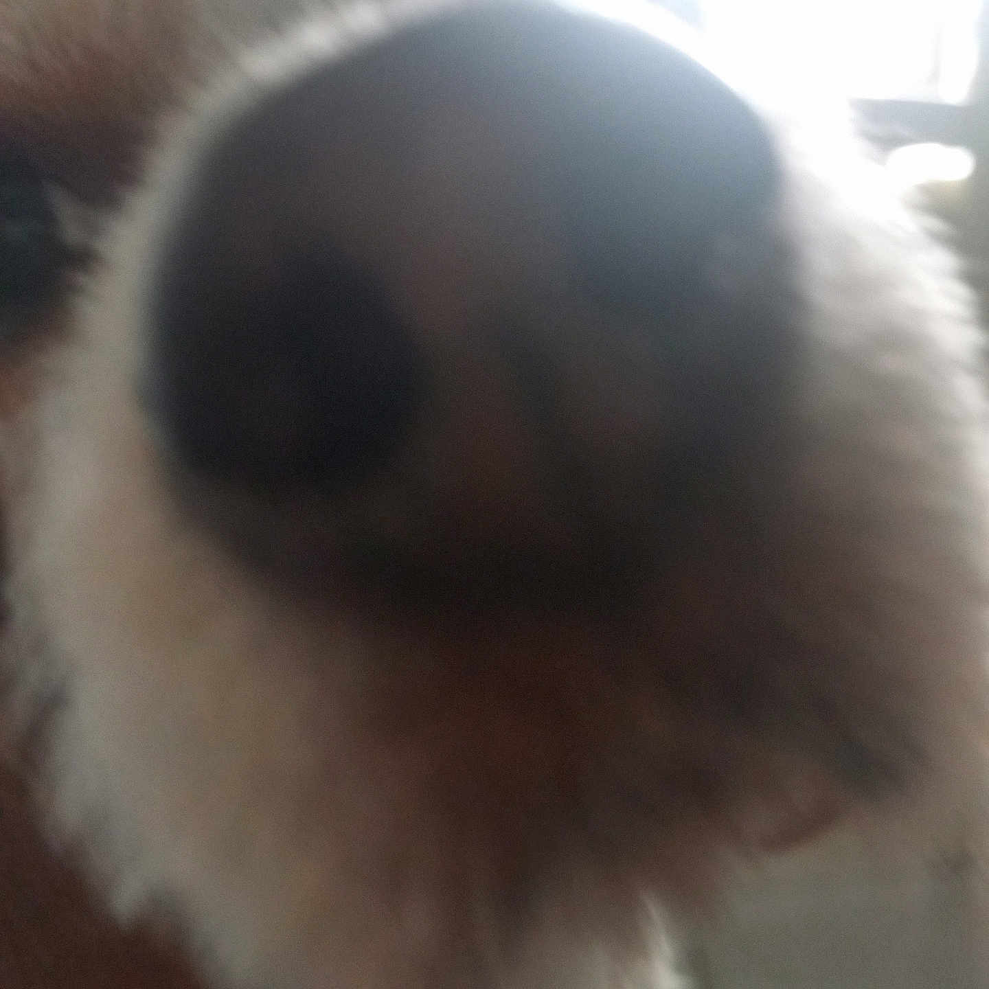 Raven Gadiou Demange participe au concours pour gagner de l'argent avec cette photo : animal, beagle, beak, bird, bodypart, canine, cat, cockerspaniel, dog, eskimodog, goldenretriever, hound, husky, mouth, person, pet, poodle, puppy, snout, terrier