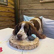 Indy a rejoint le concours — aidez-le/la à gagner de superbes lots ! animal, brown_and_white, cozy, decor, dog, ears, embroidery, face, fur, home, indoor, long_ears, painting, pet, pillows, relaxed, resting, table, wooden_slab, wooden_wall