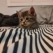 Ally joined the competition — help win amazing prizes! kitten, cat, tabby, striped_blanket, bed, indoor, cozy, furniture, soft_focus, curious, pet, animal, small, young, cute, resting, domestic, striped, feline, sleeping_area
