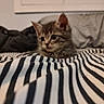 kitten, cat, tabby, striped_blanket, bed, indoor, cozy, furniture, soft_focus, curious, pet, animal, small, young, cute, resting, domestic, striped, feline, sleeping_area