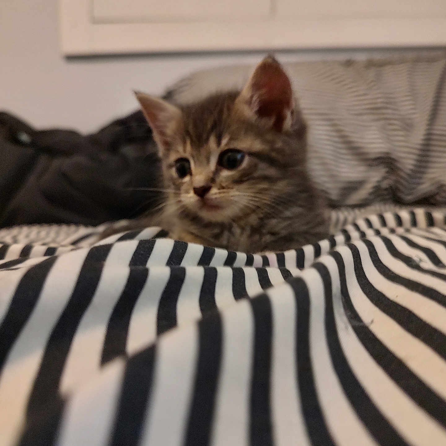 Ally joined the competition — help win amazing prizes! kitten, cat, tabby, striped_blanket, bed, indoor, cozy, furniture, soft_focus, curious, pet, animal, small, young, cute, resting, domestic, striped, feline, sleeping_area
