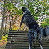 dog, bench, park, trees, nature, outdoor, sunlight, greenery, animal, fur, canine, leash, daytime, wood, grass, peaceful, scenic, standing, looking, pet