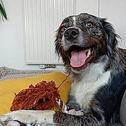 Victoire a rejoint le concours — aidez-le/la à gagner de superbes lots ! dog, pet, happy, tongue_out, couch, indoor, toy, rope_toy, fur, smiling, paw, yellow_cushion, blue_cushion, relaxed, animal, companion, domestic, house, cozy, playful