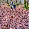 Victoire a rejoint le concours — aidez-le/la à gagner de superbes lots ! dog, forest, autumn_leaves, trees, moss, leash, outdoor, nature, animal, canine, woodland, fall, leaf_litter, tree_trunk, pet, walking, scenery, daytime, brown, green