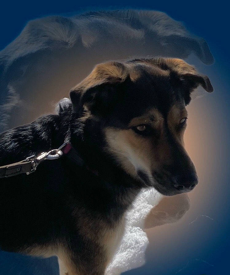 Penny a rejoint le concours — aidez-le/la à gagner de superbes lots ! art, canidae, carnivore, companion_dog, cumulus, dog, dog_breed, electric_blue, flash_photography, fur, landscape, sky, snout, sporting_group, whiskers, working_dog