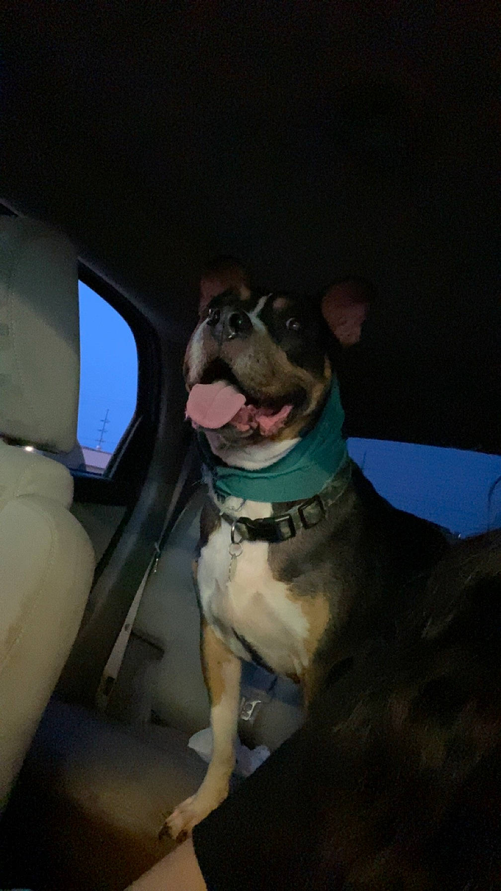 Bull joined the competition — help win amazing prizes! canidae, carnivore, collar, companion_dog, dog, dog_breed, dog_collar, family_car, fawn, guard_dog, jaw, molosser, smile, snout, sporting_group, vehicle, vehicle_door, whiskers, window, working_animal