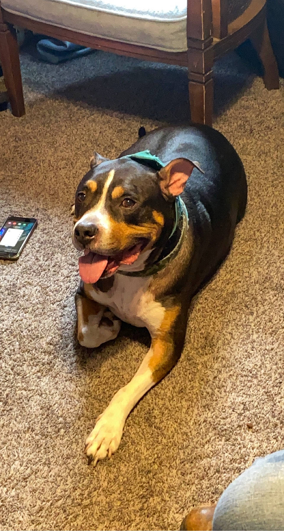 Bull joined the competition — help win amazing prizes! canidae, carnivore, collar, communication_device, companion_dog, dog, dog_breed, fawn, flooring, mobile_phone, paw, portable_communications_device, recipe, road_surface, snout, sporting_group, terrestrial_animal, whiskers, working_animal, working_dog