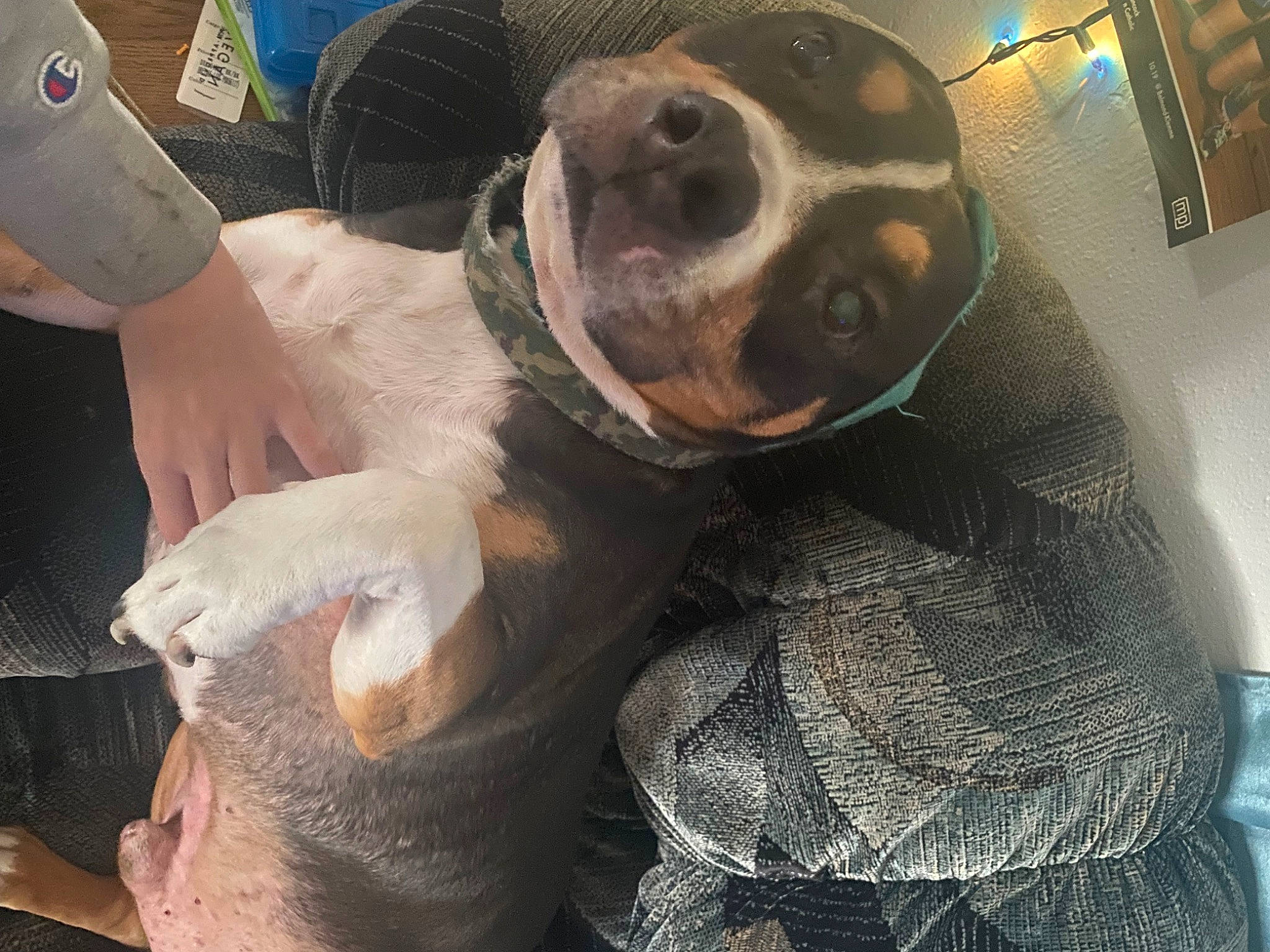 Bull is registered to the contest to win money with this photo: canidae, carnivore, collar, comfort, companion_dog, dog, dog_breed, ear, fawn, fish, fur, gesture, guard_dog, paw, selfie, snout, sporting_group, toy_dog, whiskers, working_animal