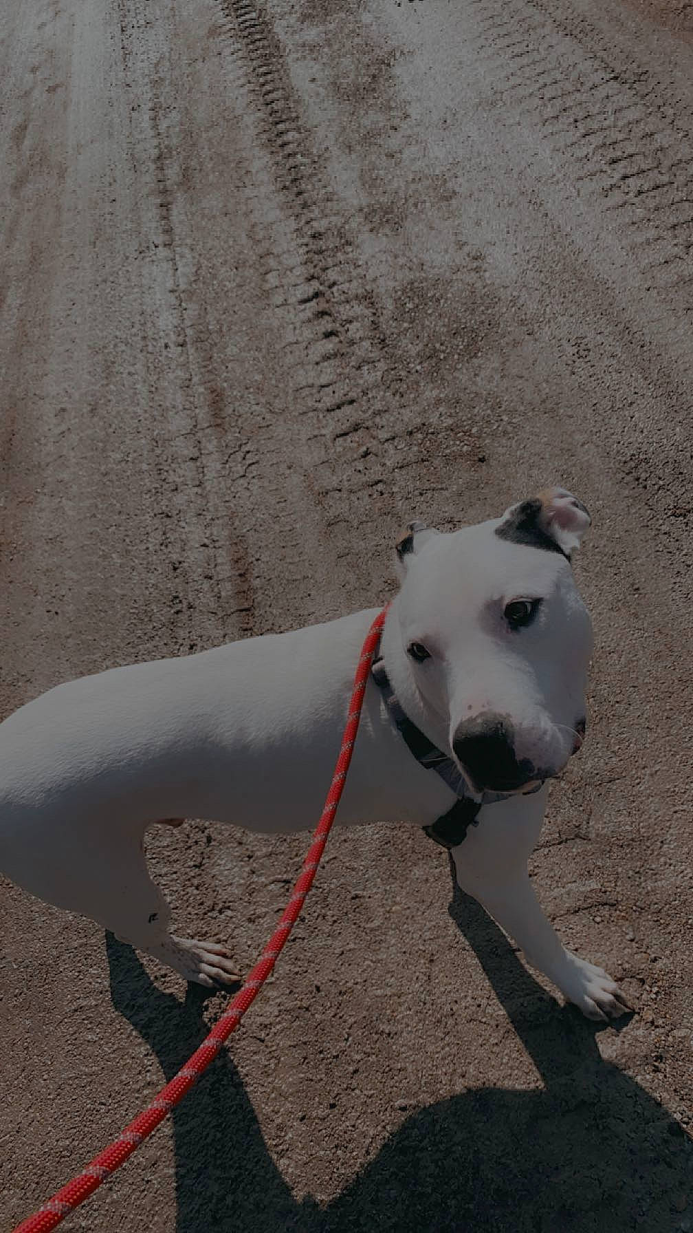 Kito is registered to the contest to win money with this photo: canidae, carnivore, collar, companion_dog, dog, dog_breed, dog_collar, dog_supply, leash, non_sporting_group, pet_supply, snout, sporting_group, tail, terrestrial_animal, tire, working_animal, working_dog