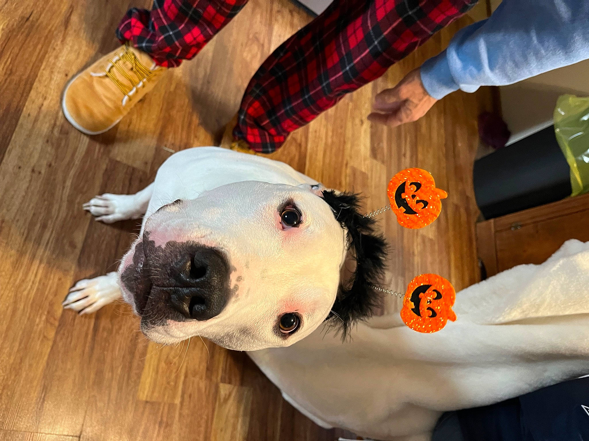 Kito is registered to the contest to win money with this photo: canidae, carnivore, companion_dog, dog, dog_breed, flooring, fur, hardwood, pattern, plaid, plank, snout, sporting_group, tartan, terrestrial_animal, varnish, wood, wood_flooring, wood_stain, working_animal