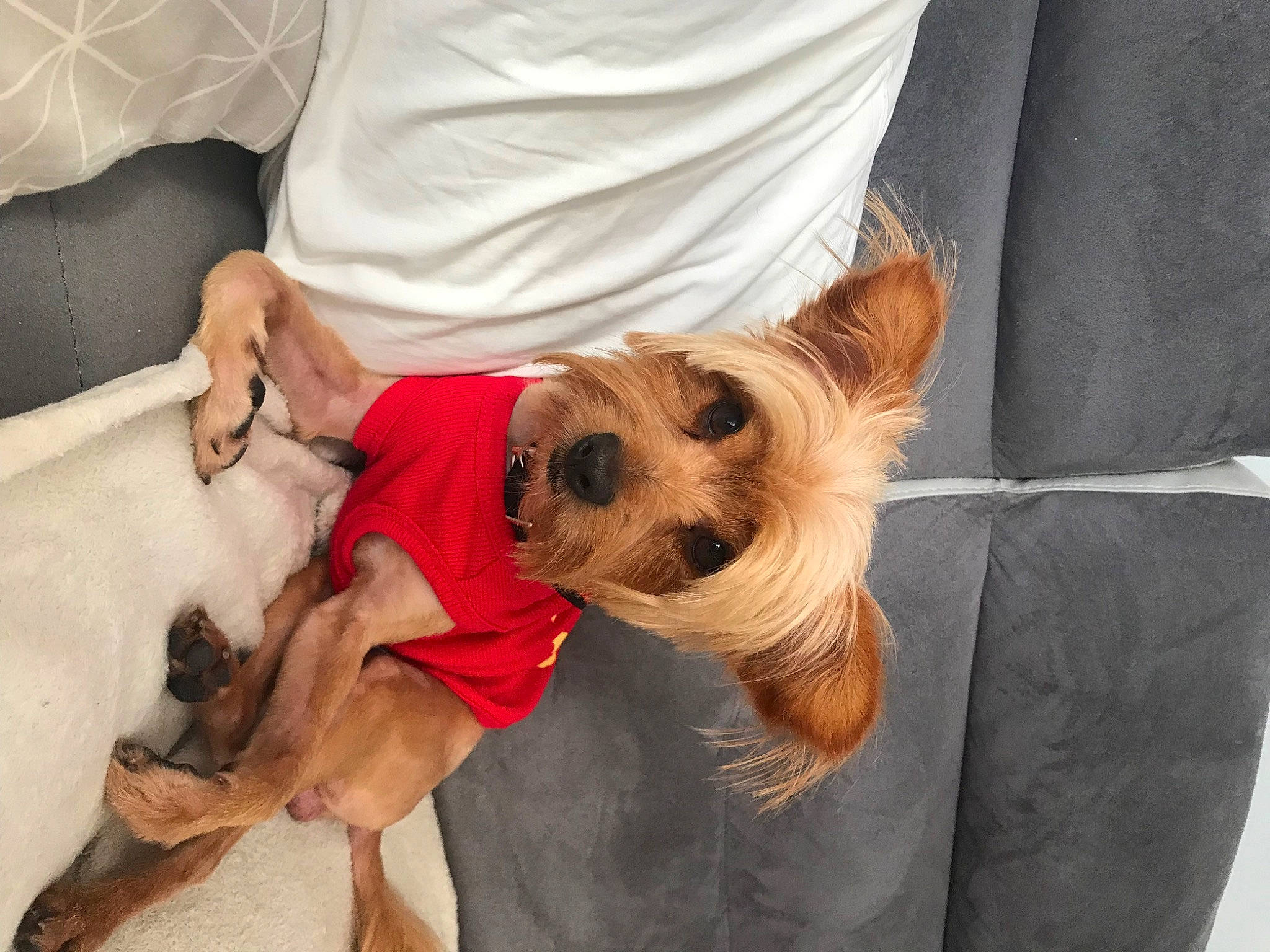 Guizmo a rejoint le concours — aidez-le/la à gagner de superbes lots ! australian_silky_terrier, australian_terrier, cairn_terrier, canidae, carnivore, companion_dog, dog, dog_breed, dog_clothes, ear, fawn, mammal, puppy, puppy_love, snout, sporting_group, toy_dog, vertebrate