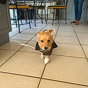 Aïko a rejoint le concours — aidez-le/la à gagner de superbes lots ! brown_jacket, casual, chair, dog, domestic, floor, furniture, home, indoor, jacket, kitchen, person, pet, polka_dot, puppy, small_dog, table, tile_floor, walking, yellow_cushion