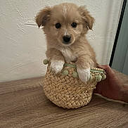 Aïko participe au concours pour gagner de l'argent avec cette photo : adorable, animal, basket, brown, cozy, curious, cute, dog, domestic_animal, fluffy, fur, hand, indoor, looking, pet, puppy, sitting, small, wooden_table, young