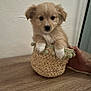 adorable, animal, basket, brown, cozy, curious, cute, dog, domestic_animal, fluffy, fur, hand, indoor, looking, pet, puppy, sitting, small, wooden_table, young