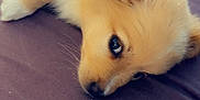 Aïko a rejoint le concours — aidez-le/la à gagner de superbes lots ! adorable, animal, close_up, companion, cute, dog, expression, fluffy, fur, heart_icon, indoors, lying_down, mammal, pet, puppy, purple_background, resting, small, soft, young