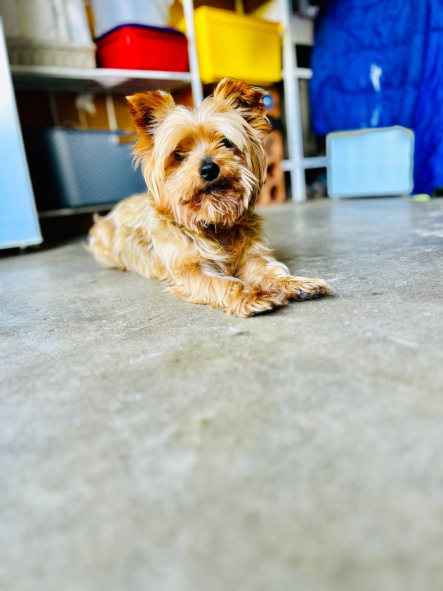 Haddock participe au concours pour gagner de l'argent avec cette photo : canidae, carnivore, collar, companion_dog, dog, dog_breed, dog_supply, fawn, flooring, fur, liver, maltepoo, small_terrier, snout, sporting_group, terrier, toy_dog, working_animal, yellow, yorkshire_terrier