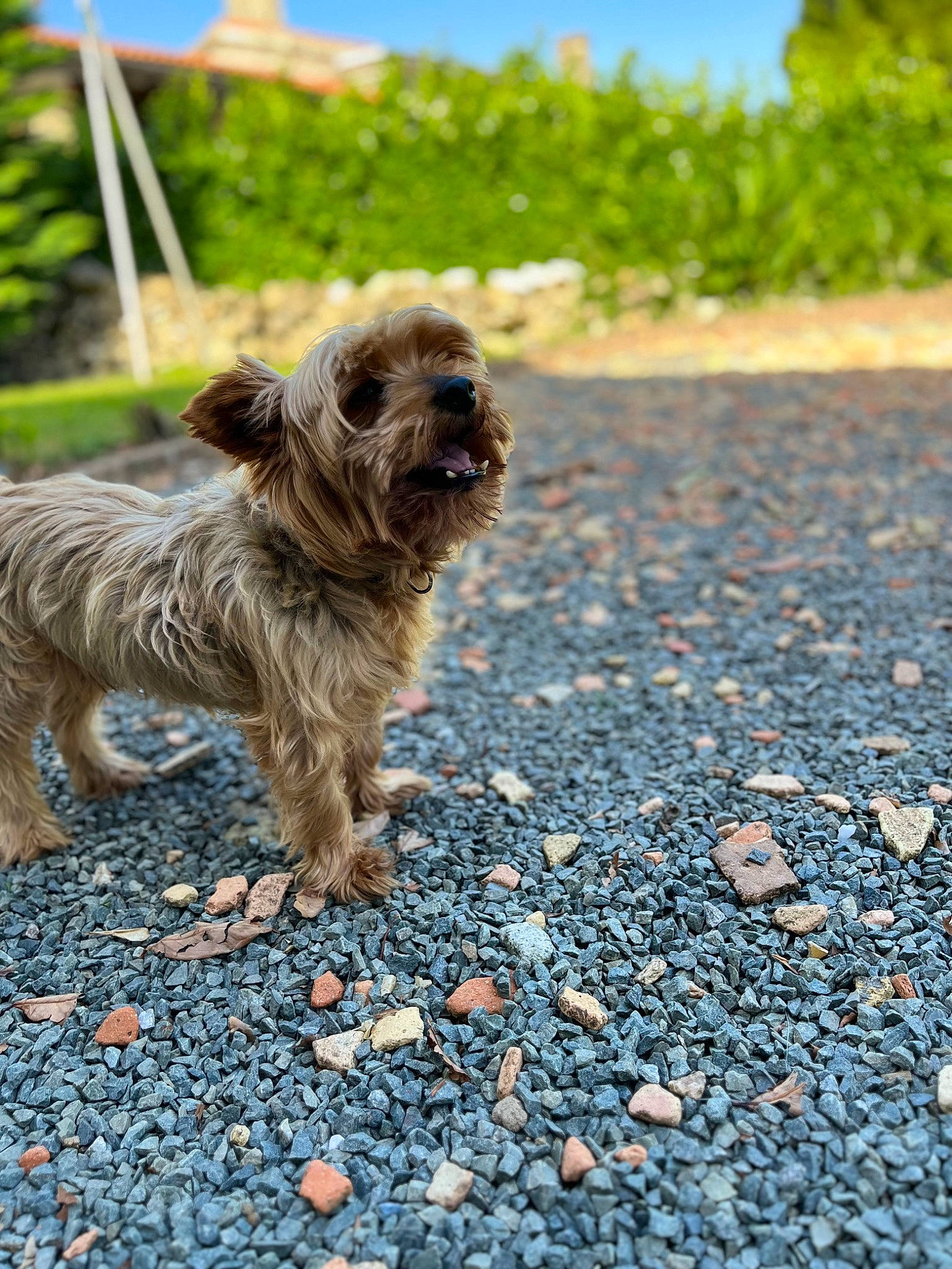Haddock participe au concours pour gagner de l'argent avec cette photo : asphalt, canidae, carnivore, companion_dog, dog, dog_breed, fawn, grass, liver, plant, road_surface, sky, small_terrier, snout, soil, sporting_group, terrier, toy_dog, water_dog, working_animal