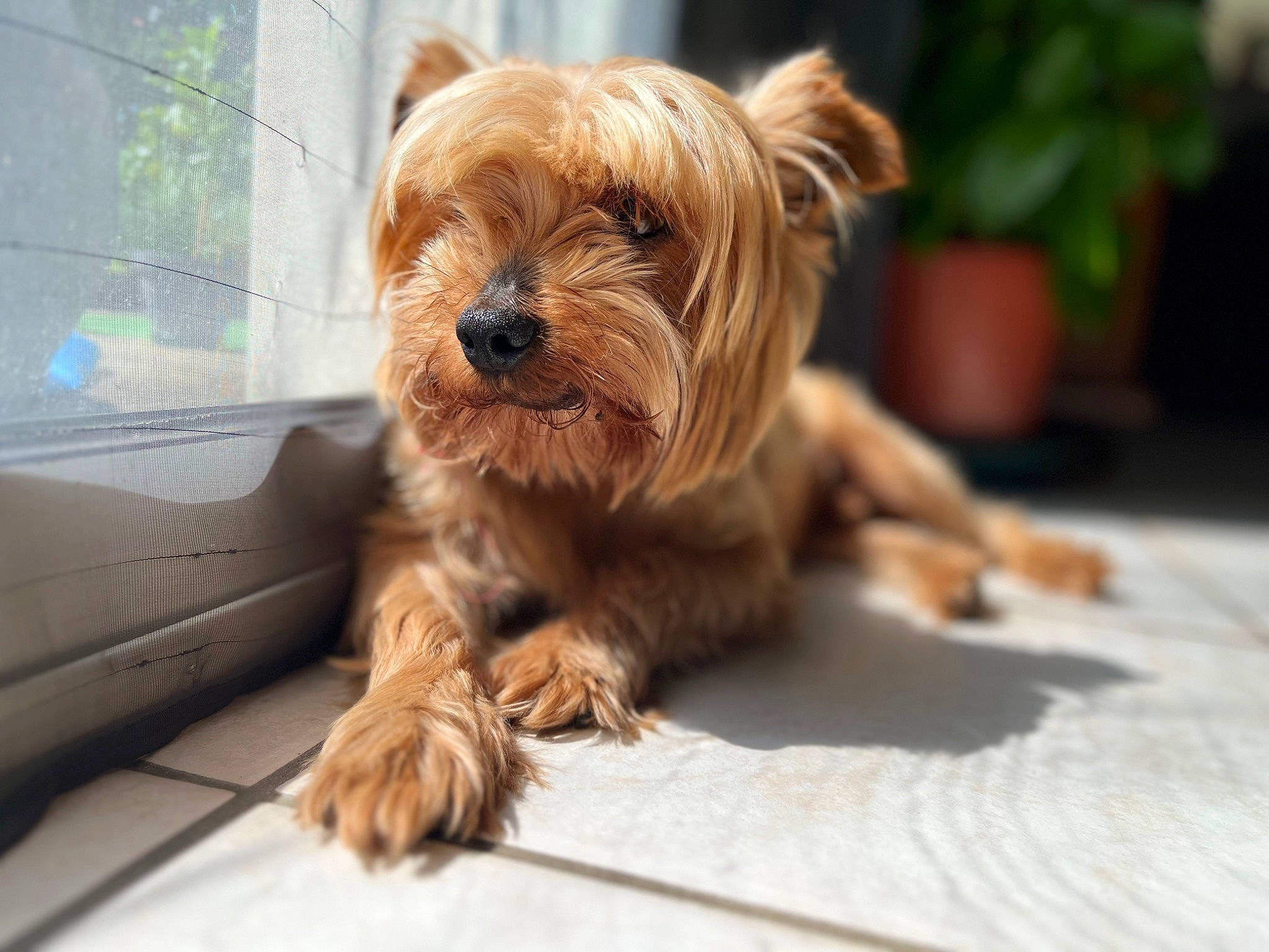 Haddock participe au concours pour gagner de l'argent avec cette photo : biewer_terrier, carnivore, companion_dog, dog, dog_breed, dog_supply, flowerpot, fur, houseplant, liver, plant, small_terrier, snout, terrestrial_animal, terrier, toy_dog, wood, working_animal, working_terrier, yorkshire_terrier