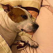 Darko participe au concours pour gagner de l'argent avec cette photo : dog, bed, pillow, blanket, resting, sleeping, cozy, indoor, pet, canine, fur, white, brown, paw, closeup, comfort, relaxation, domestic, animal, sleep