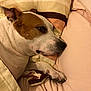 dog, bed, pillow, blanket, resting, sleeping, cozy, indoor, pet, canine, fur, white, brown, paw, closeup, comfort, relaxation, domestic, animal, sleep