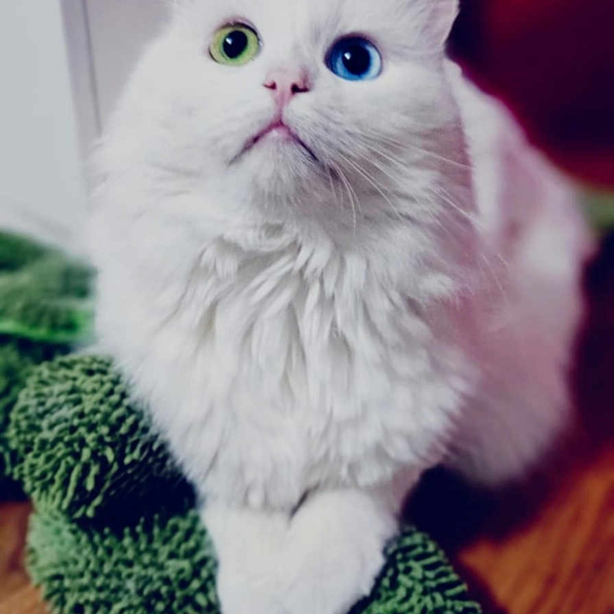 Akela a rejoint le concours — aidez-le/la à gagner de superbes lots ! abyssinian, angora, animal, blanket, canine, cat, dog, hardwood, kitten, manx, pet, plush, towel, toy, white, wood