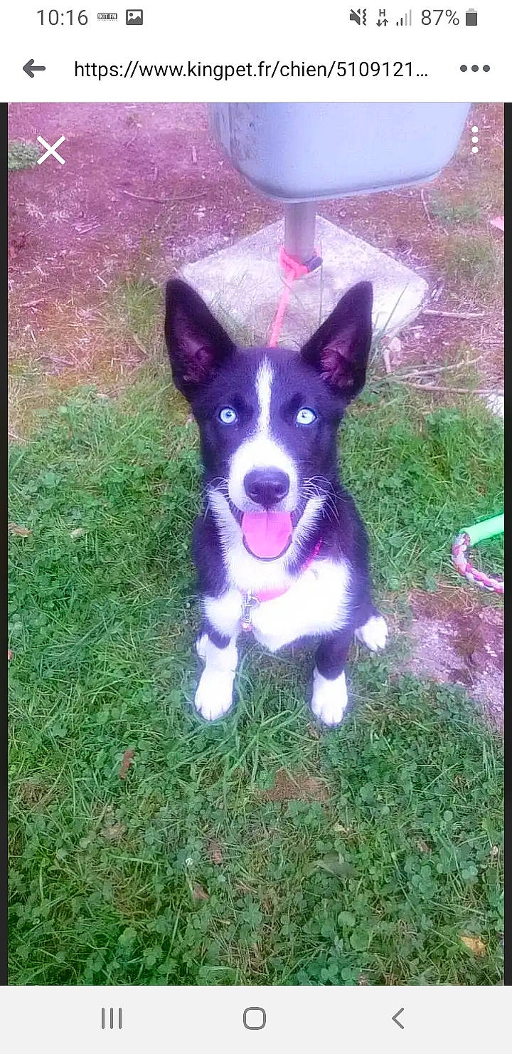 Nala participe au concours pour gagner de l'argent avec cette photo : akita, border_collie, canidae, cardigan_welsh_corgi, carnivore, dog, dog_breed, herding_dog, karelian_bear_dog, laika, mammal, mcnab, pembroke_welsh_corgi, russo_european_laika, siberian_husky, vertebrate, welsh_corgi, working_dog