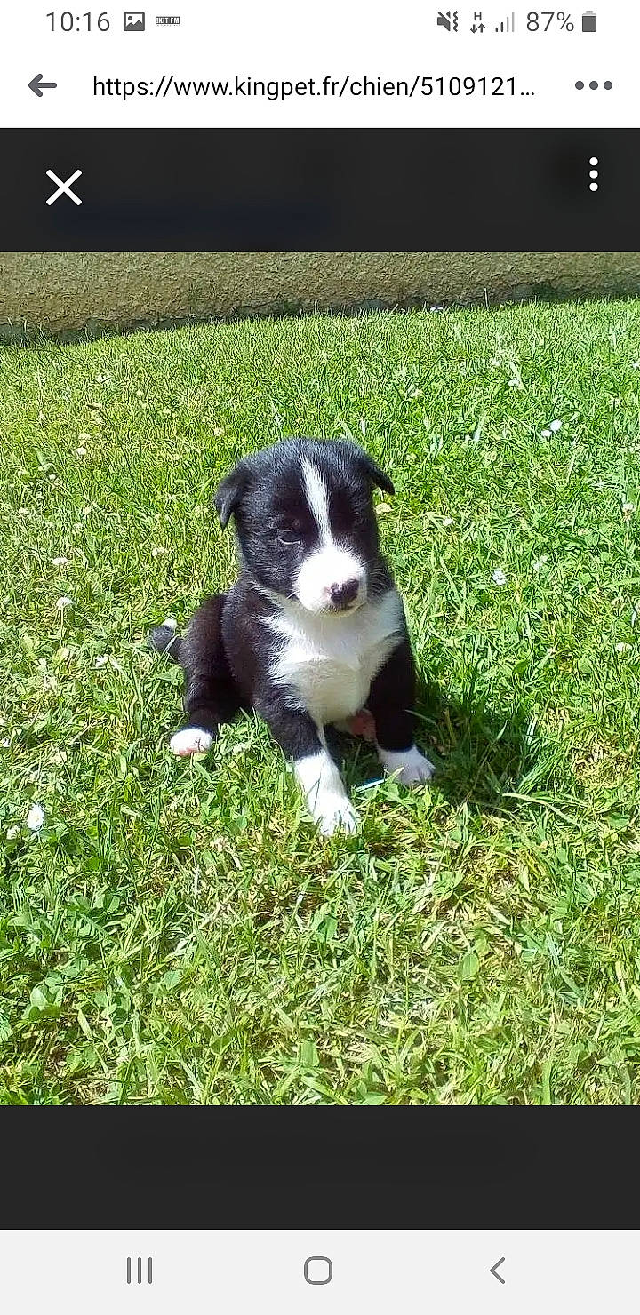 Nala participe au concours pour gagner de l'argent avec cette photo : border_collie, canidae, carnivore, companion_dog, dog, dog_breed, grass, herding_dog, mammal, mcnab, puppy, rare_breed_dog, vertebrate, welsh_sheepdog, working_dog