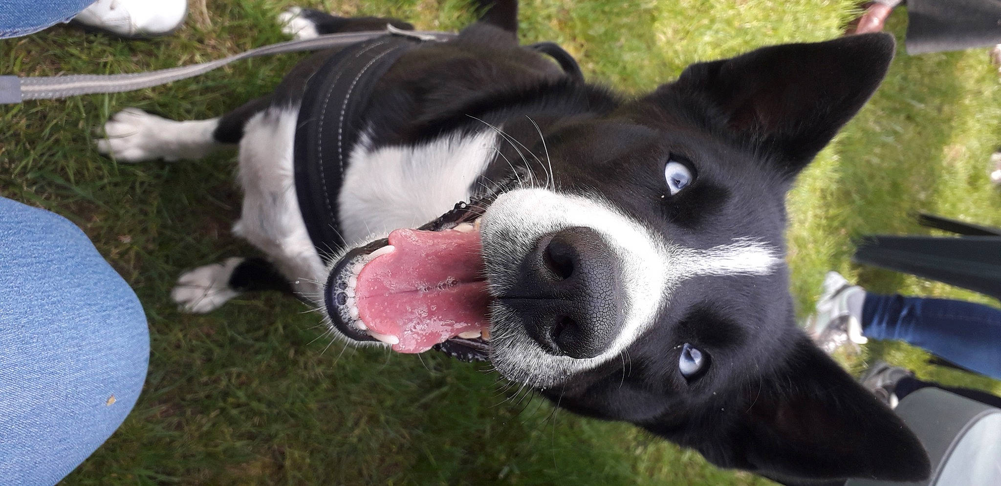 Nala a rejoint le concours — aidez-le/la à gagner de superbes lots ! american_staffordshire_terrier, borador, border_collie, canidae, carnivore, dog, dog_breed, karelian_bear_dog, mammal, mcnab, non_sporting_group, nose, snout, sporting_group, vertebrate