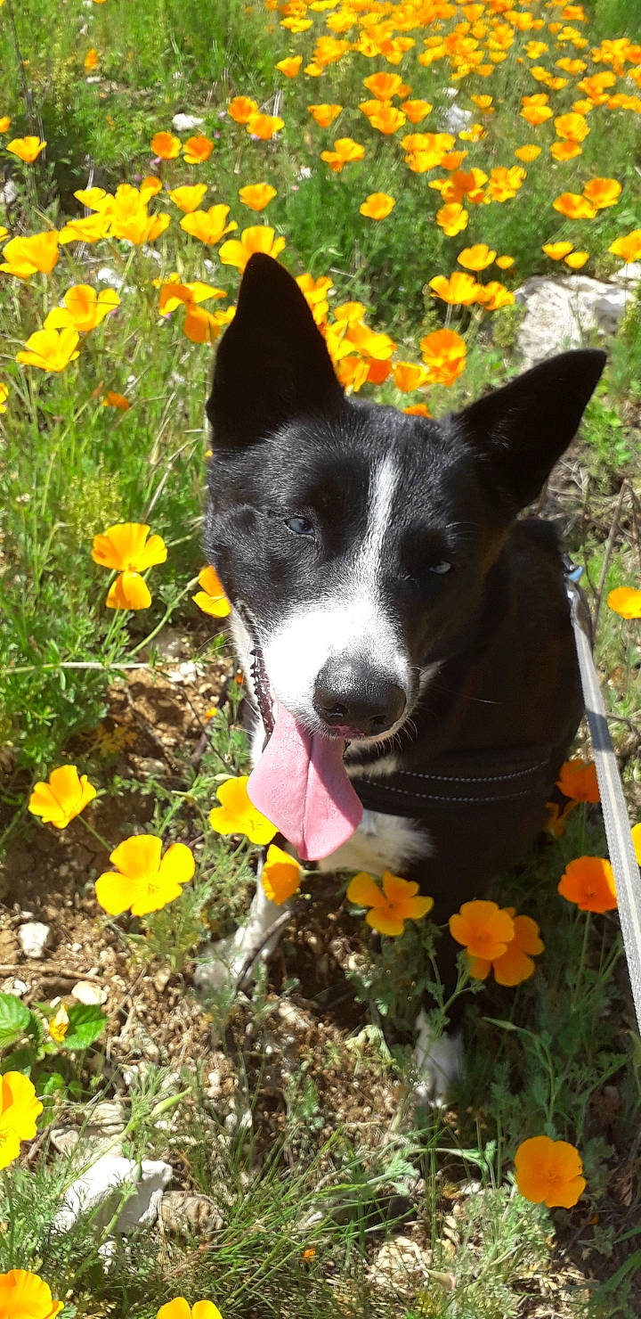 Nala participe au concours pour gagner de l'argent avec cette photo : australian_kelpie, basenji, canaan_dog, canidae, carnivore, dog, dog_breed, feist, flower, hound, hunting_dog, mammal, mcnab, plant, teddy_roosevelt_terrier, vertebrate, wildflower