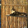 Fiona a rejoint le concours — aidez-le/la à gagner de superbes lots ! cat, tabby_cat, relaxed, sunlight, outdoor, table, metal_table, bamboo_screen, fence, resting, pet, animal, daylight, nature, quiet, peaceful, backyard, balcony, striped_fur, domestic_cat